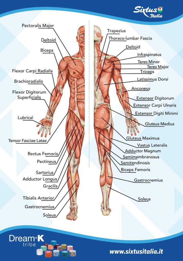 WEB–poster anatomia–ok